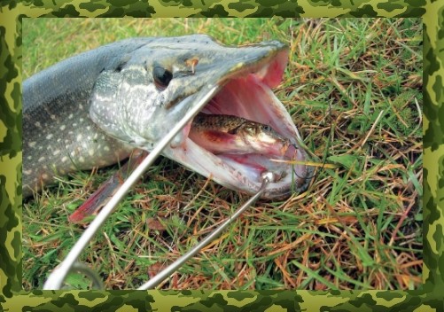 Донка на щуку на живца: правила и секреты удачной рыбалки