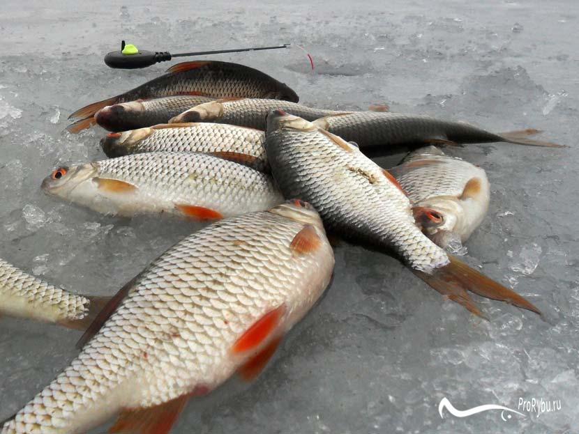 Зимние снасти для рыбалки своими руками на плотву