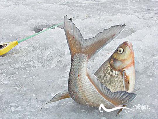 Зимняя прикормка на леща - читайте на Сatcher.fish