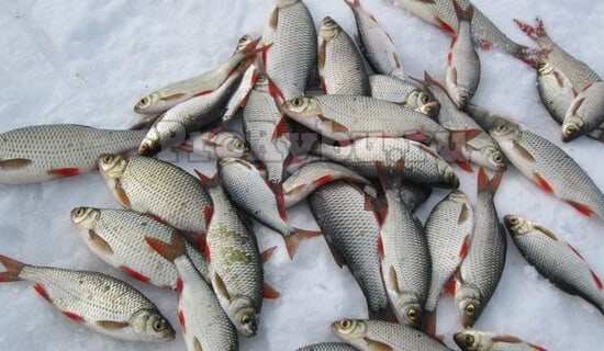 Лов плотвы со льда - советы и рекомендации для успешной рыбалки