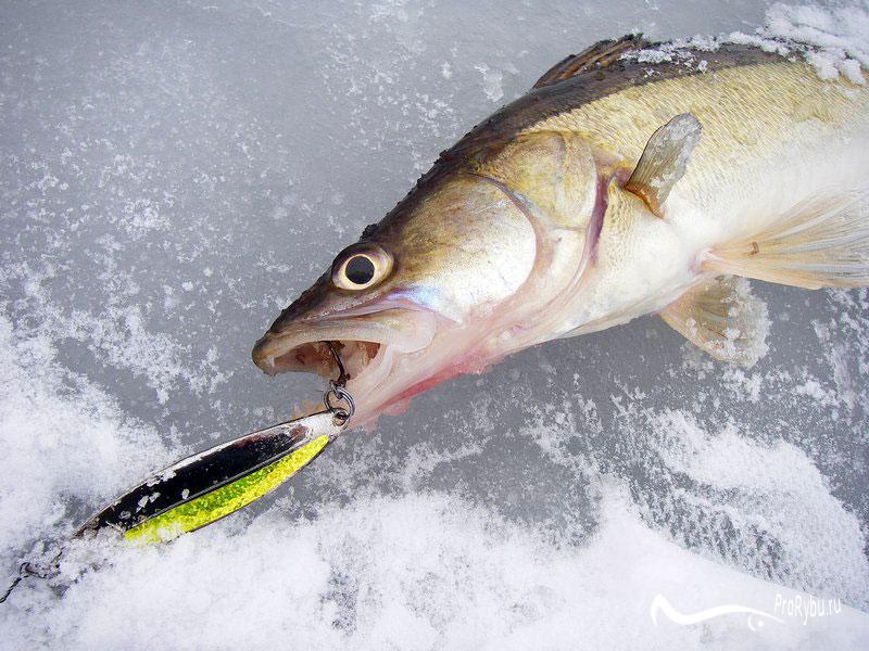 Рыбалка на тюльку зимой: сезон, снасти, ловля