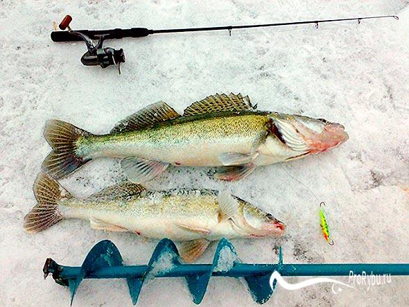 Ловля рыбы на ратлины зимой: секреты и техники