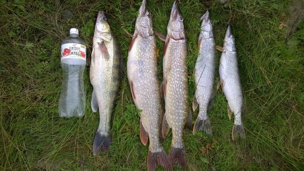 Рыбалка в Новосибирске