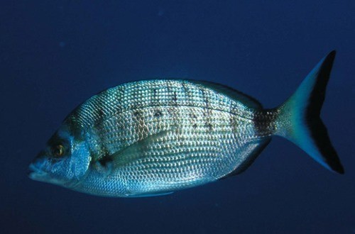 Рыба Горбыль В Черном Море Фото