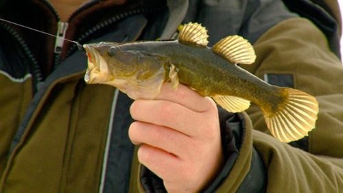 Рыбалка на щуку и карася в реальном пруду — секреты и советы хорошего рыбака