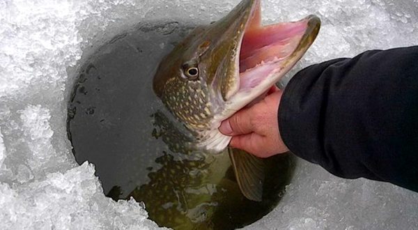 Как правильно ловить щуку зимой на живца | Рыбалка