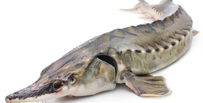 Рыба Калуга Фото Цена