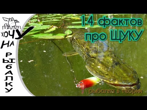 ВИДЕО: 14 фактов про щуку! Это должен знать каждый! Лови с умом!