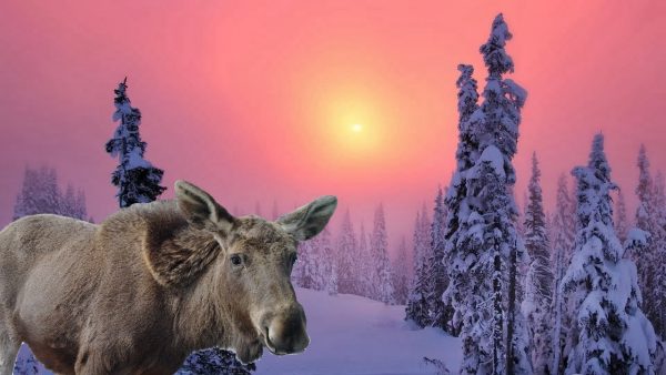 ВИДЕО: 24 ЧАСА В ЛЕСУ один зимой в Горной Шории