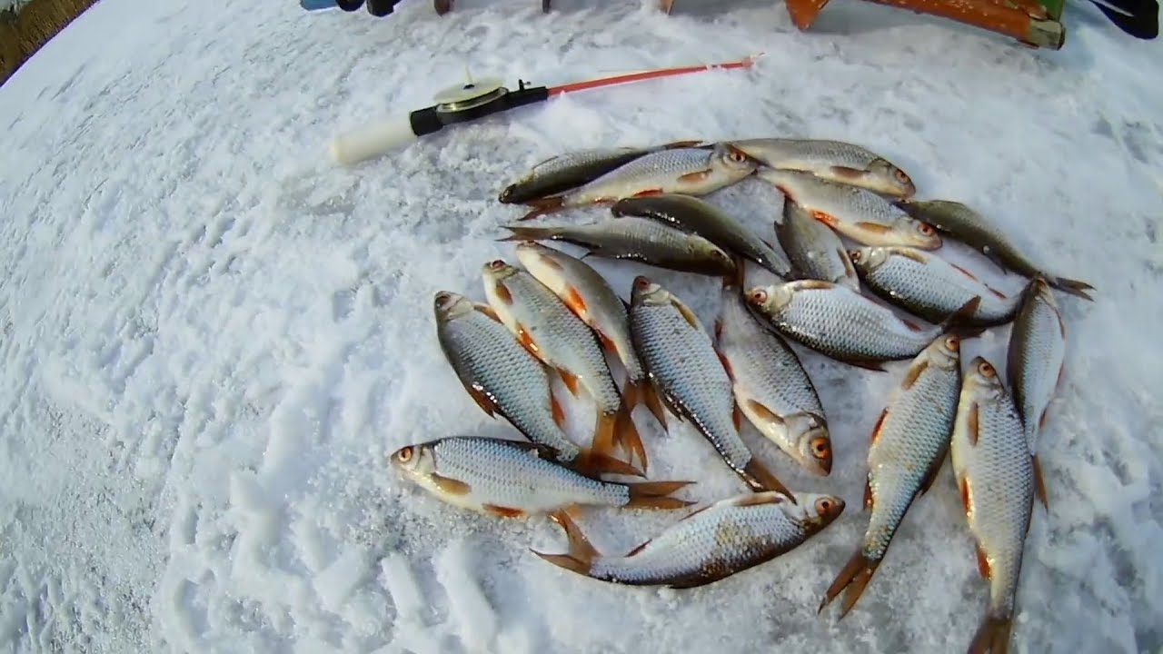 Новинки зимней рыбалки видео. Ловля плотвы. Плотва зимой. Рыбалка мормышингом плотва. Ловля плотвы на озере летом.