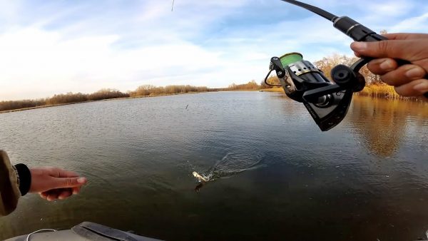 ВИДЕО: Окунь на отводной на каждом забросе, сказочная рыбалка на спиннинг осенью