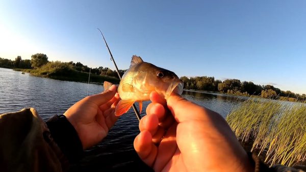 ВИДЕО: Окунь на отводной! Спокойная рыбалка вечером на озере, спиннинг