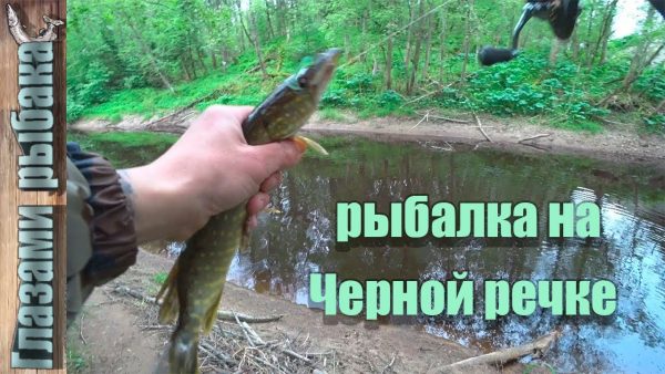 ВИДЕО: Рыбалка на Черной речке. Спиннинг с берега.