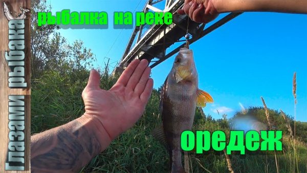 ВИДЕО: Рыбалка на реке Оредеж. Ловля окуня в июле.