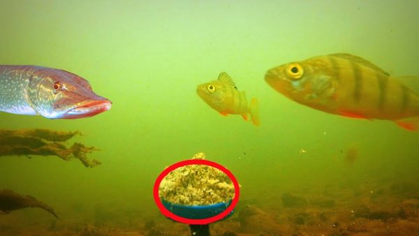 ВИДЕО: Так вот почему рыба кидается на ЖАРЕНЫЕ СЕМЕЧКИ (видео)