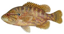 Вармоус фото рыбы