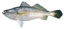 Горбыль полосатый фото рыбы