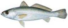 Горбыль судачий серебристый фото рыбы