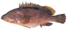 Группер краснопятнистый фото рыбы
