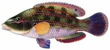 Губан-зеленушка фото рыбы