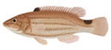 Губан-лапина фото рыбы