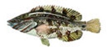 Губан-перепелка фото рыбы
