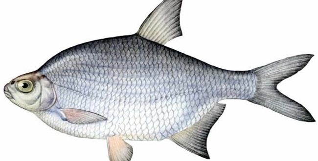 Клев рыбы в Коломне - секреты удачного рыбаловства