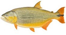 Дорадо золотой фото рыбы