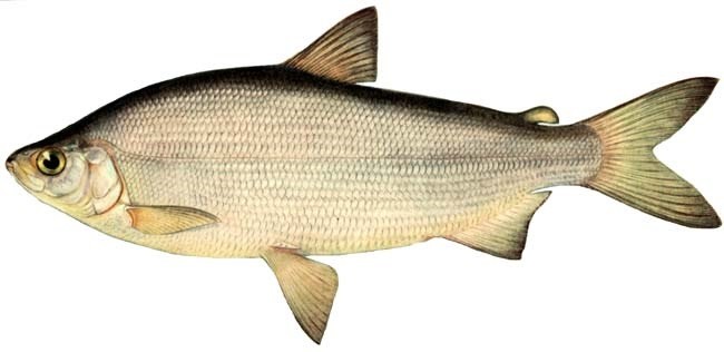 Фото рыбы с головой - интересные факты и актуальная информация