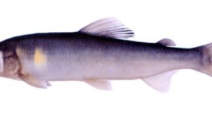 Рыба «Айю» фото и описание