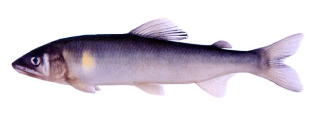 Рыба «Айю» фото и описание