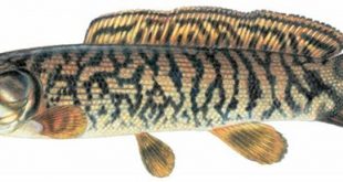 Рыба «Амия» фото и описание