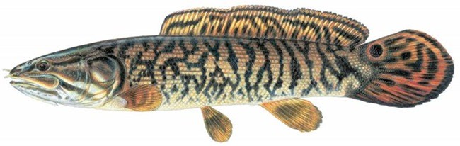 Рыба «Амия» фото и описание