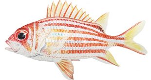 Рыба-белка фото