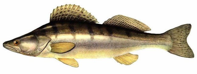 Какая рыба обитает в реке Клязьма?