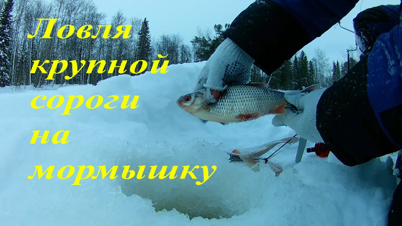 Новинки зимней рыбалки видео. Сорожка на льду. Пур зимняя рыбалка. Зимняя рыбалка видео. Рыбалка 2019.