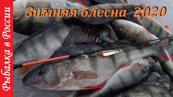 ВИДЕО: Новая блесна на окуня 2020 (зимняя рыбалка)