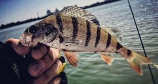 Современный спиннинг – Экскурс в Street Fishing