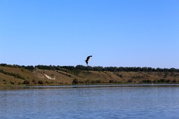 какая рыба водится в везелке. Смотреть фото какая рыба водится в везелке. Смотреть картинку какая рыба водится в везелке. Картинка про какая рыба водится в везелке. Фото какая рыба водится в везелке