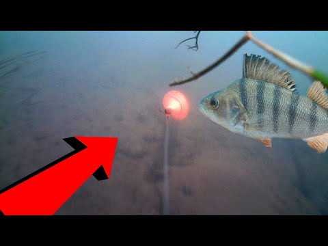 ВИДЕО: Рыбалка на Спиннинг с Подводными камерами. Ловля окуня