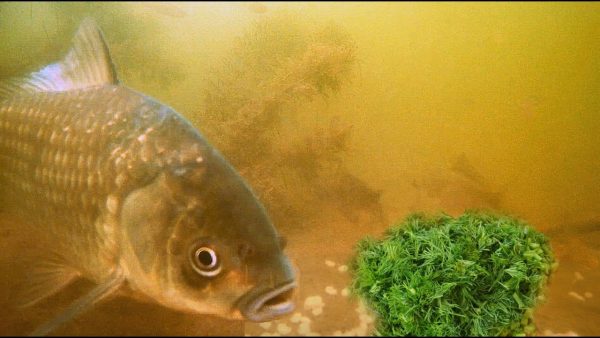 ВИДЕО: Запаренная Перловка с Укропом! Реакция рыбы! Подводная съемка