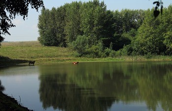 какая рыба водится в волге в чебоксарах. Смотреть фото какая рыба водится в волге в чебоксарах. Смотреть картинку какая рыба водится в волге в чебоксарах. Картинка про какая рыба водится в волге в чебоксарах. Фото какая рыба водится в волге в чебоксарах