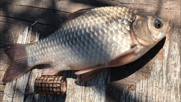 ВИДЕО: Фидерная рыбалка на карася | ловля крупного карася на фидер | фидер для начинающих | рыбалка 2020