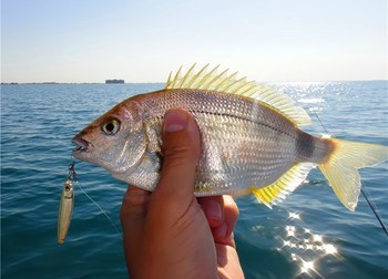 виды рыб в Севастополе
