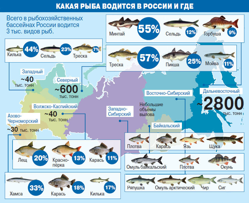 какая рыба водится в России и где ее ловить - КАРТА