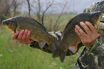 активность рыбы в июле. Смотреть фото активность рыбы в июле. Смотреть картинку активность рыбы в июле. Картинка про активность рыбы в июле. Фото активность рыбы в июле