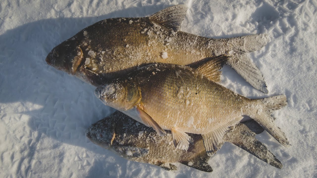 Зимняя рыбалка трофейный лещ