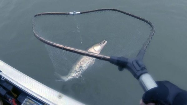 ВИДЕО: Тук тук БАХ!!! Удачная рыбалка на хищника по холодной воде. Река Обь