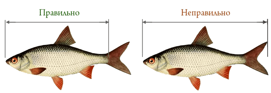 Как измеряют длину рыбы