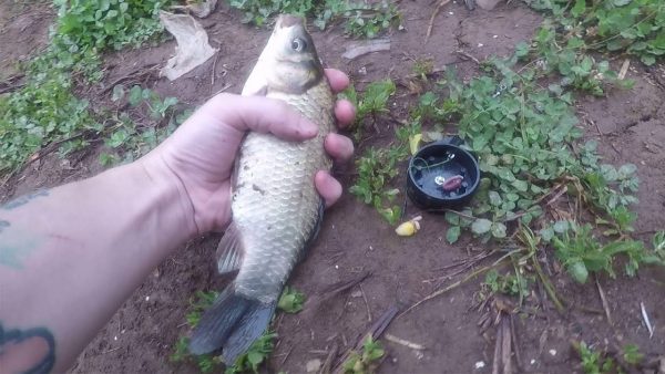 ВИДЕО: Рыбалка на донку и поплавок - карась с ладонь на грязном озере Архимандритское